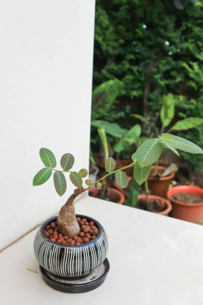 istock Phyllanthus mirabilis , Phyllanthaceae plant 1349436110