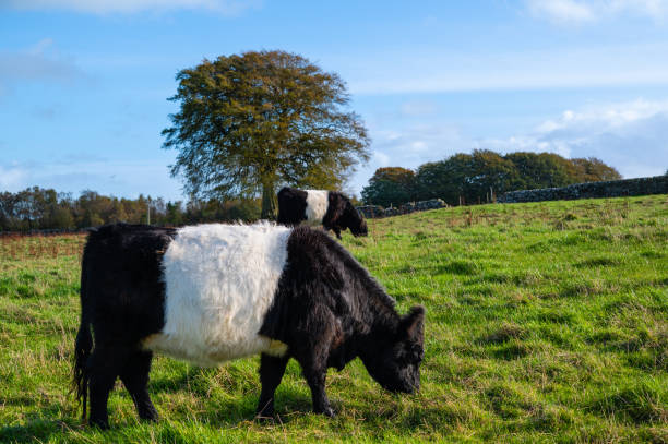 istock Two Belted Galloway cattle grazing in a field 1349439291