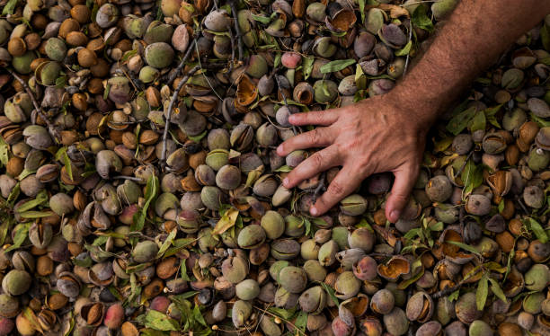 껍질에 아몬드에 손 - people snack almond brown 뉴스 사진 이미지