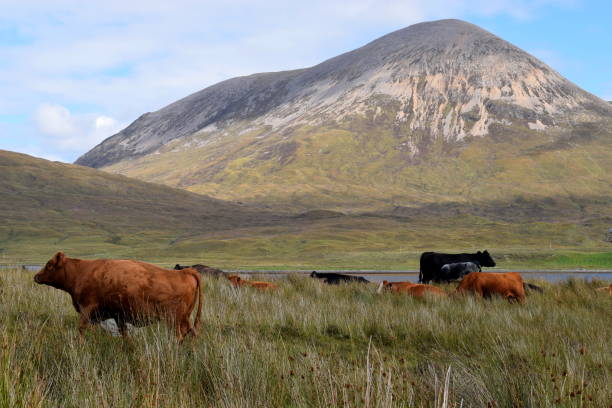 istock Scottish cows in front of mountain 1349441935