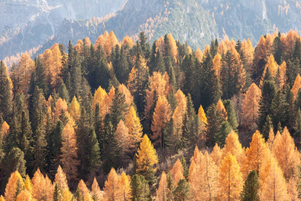 istock yellow larches and green pine trees at fall in the woods 1349443263