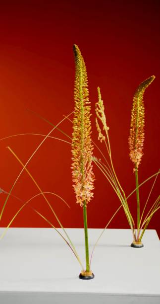 istock vertical studio photo with dried plants 1349443693