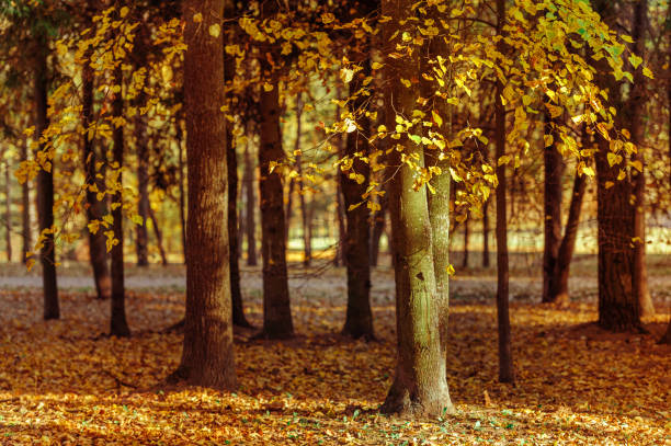 istock Autumn leaves on the sun. Fall blurred background. 1349443755
