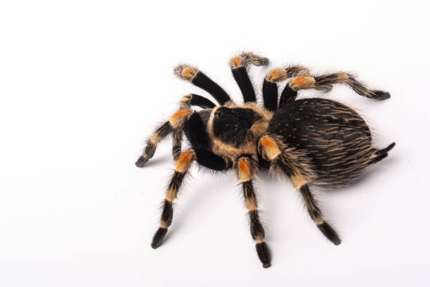 istock Spider Tarantula brachypelma smithi on white background. Crawling spider macro. 1349445468