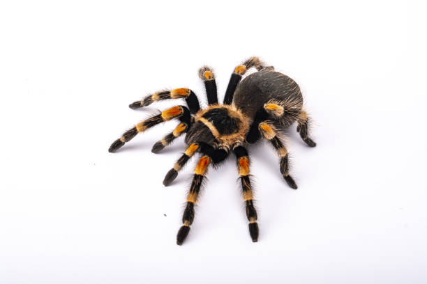 istock Spider Tarantula top view. Horror scary spider on white background. Halloween symbols. Human fear of arachnophobia. 1349445471