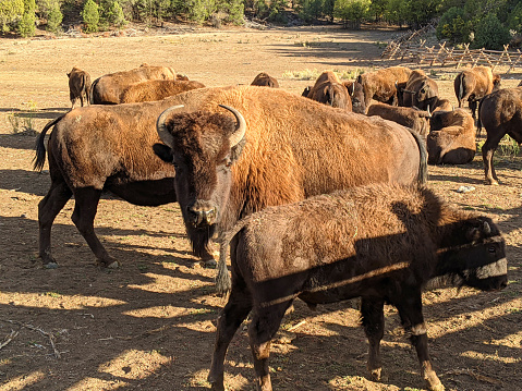 Bison on ranch near east entrance to Zion National Park Utah