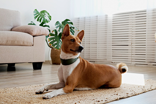 Cute Basenji dog with big ears laying on a wicker rug. Small adorable doggy with red and white markings resting on a carpet at home. Close up, copy space for text, interior background.