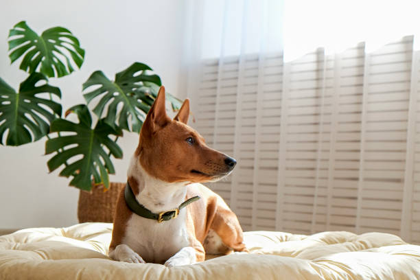 cane basenji africano - armchair sofa leather brown foto e immagini stock