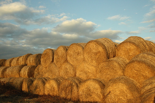 round straw bales after the grain harvest. Yellow rolls of straw