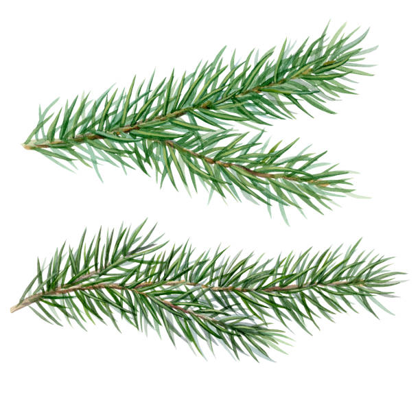 istock Watercolor illustration of fir branches, elements on white background 1349448779