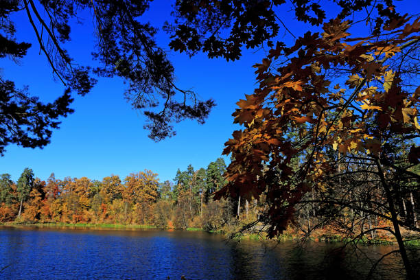 incredible autumn landscape with colorful leaves