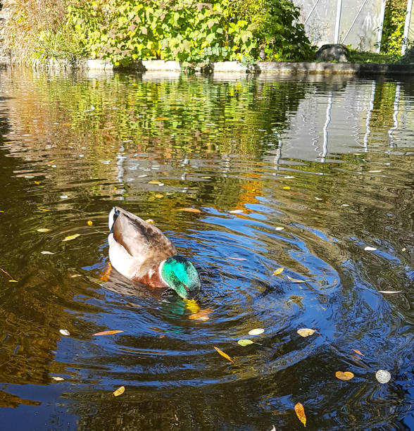 Duck snaps for bread in the pond