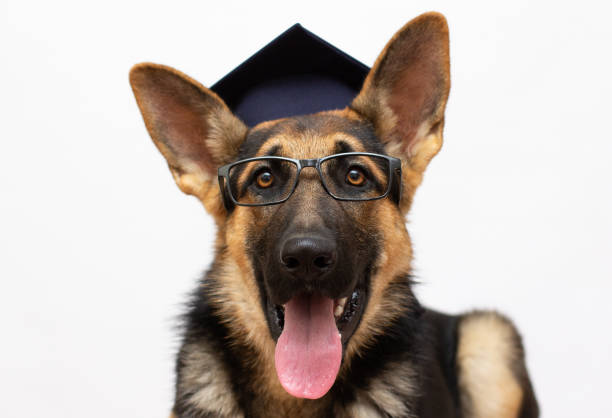 smart dog student porträt eines niedlichen deutschen schäferhundes mit abschlusskappe in glas (isoliert auf weiß), kopierraum links für ihren text - dog graduation hat school stock-fotos und bilder