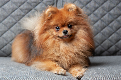 Orange Pomeranian Spitz puppy portrait on a gray sofa, indoors