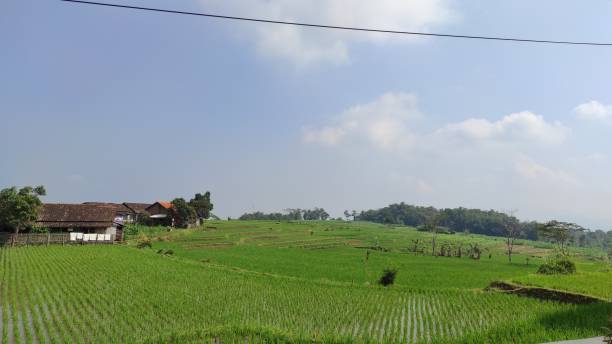 istock Agricultural fields in cikancung - stock photo 1349456456