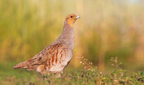 gray partridge beautiful wild bird among grasses gray partridge beautiful wild bird among grasses, beautiful shades grey partridge perdix perdix stock pictures, royalty-free photos & images