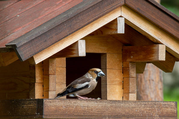 istock Wooden bird feeder in the summer forest. Caring for the environment. 1349456496