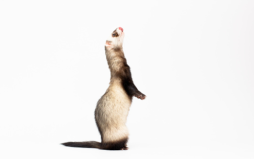 Ferret standing on hind legs and looking up, isolated on white