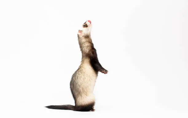 Ferret standing on hind legs and looking up, isolated on white