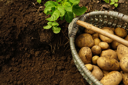 Fresh organic potatoes in the field. Background many large potatoes  in the basket and green leaves on the ground close-up.