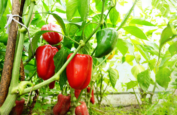 istock Fresh juicy red and green peppers on branches. 1349458620