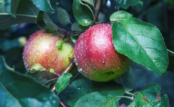 istock Two beautiful juicy ripe ruddy apples on branch. 1349458880