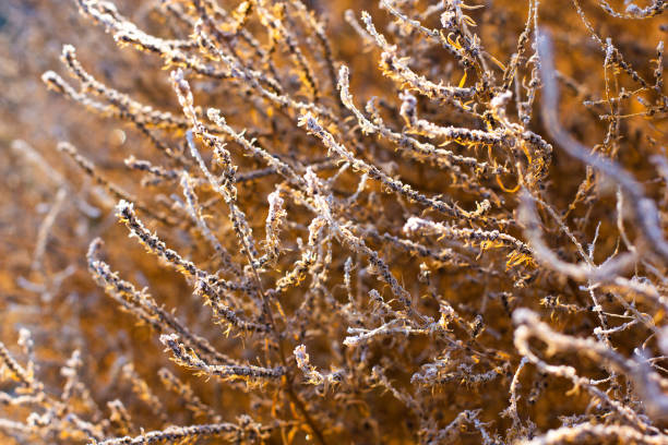 istock dry grass on lawn in winter as nature background 1349458898