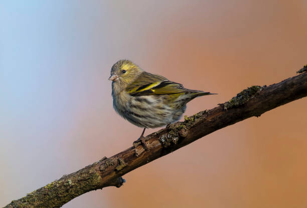 istock Eurasian siskin (Spinus spinus) 1349460293