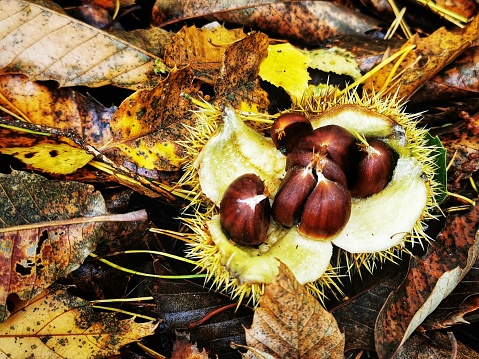 Wild chestnut in Nature