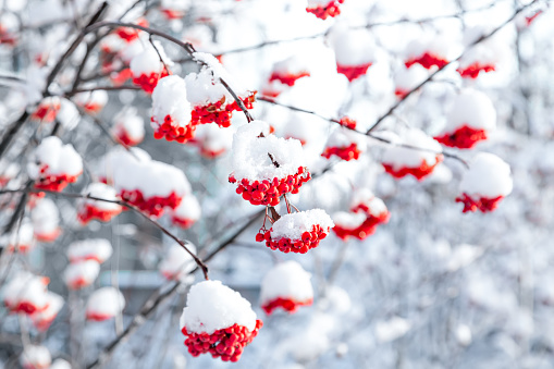 Los racimos de serranes rojos están cubiertos con la primera nieve. Enfoque suave, desenfoque photo
