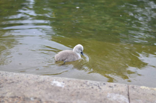 Cute little cygnet - a little baby swan - swimming in the water.