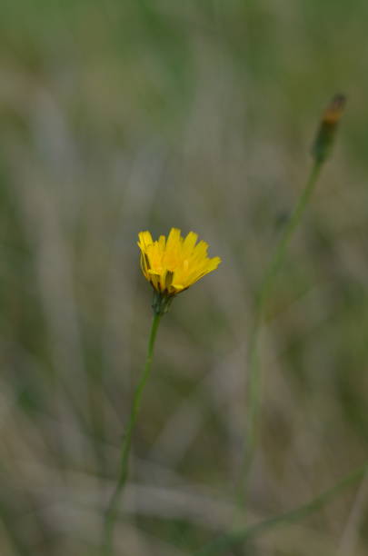 istock Tender autumn flowers and plants 1349468351