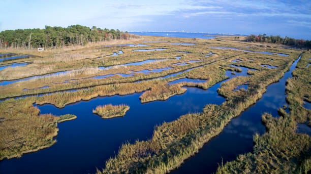 istock Marshland coastal waters New Jersey 1349470573