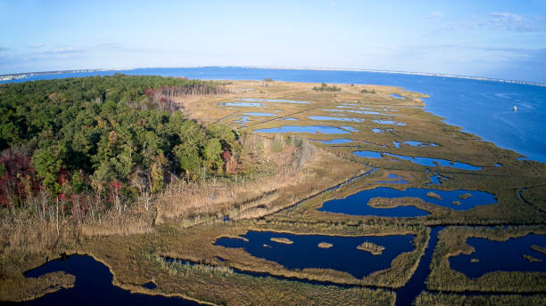 istock Marshland and forest overlooking bay, aerial view 1349470892