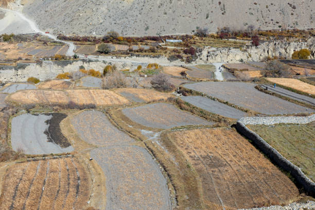 istock agricultural fields in the Himalayas 1349471314