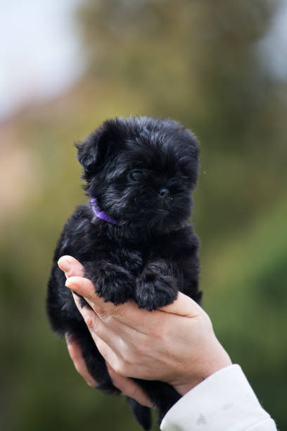 istock Little Affenpinscher puppy 1349473163