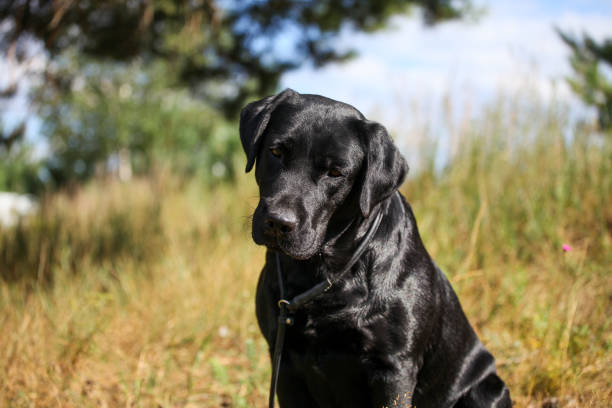 istock Black labrador retriever puppy 1349473288