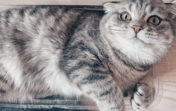 istock Cute scottish cat, beautiful domestic cat sleeping sweetly 1349473551