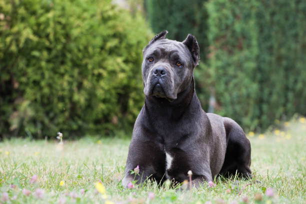 이탈리안 지팡이 코르소 - mastiff 뉴스 사진 이미지