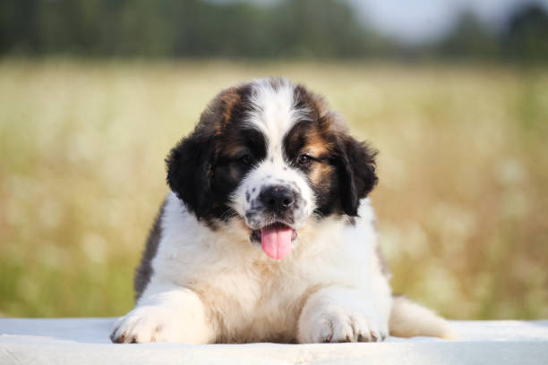 cachorro de san bernardo - saint bernard fotografías e imágenes de stock