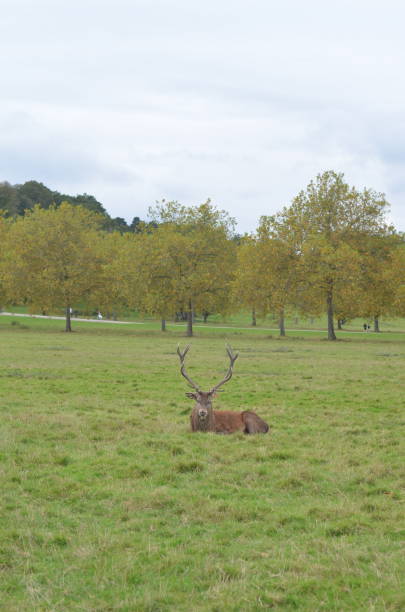 istock Male red deer relaxes in the park 1349473900