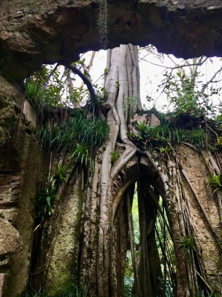 racines d’arbres poussant sur de fausses ruines, monserrate, sintra, portugal. - olive tree tree root old photos et images de collection