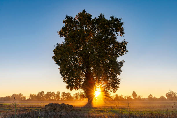 istock Italian country sunset 1349475233