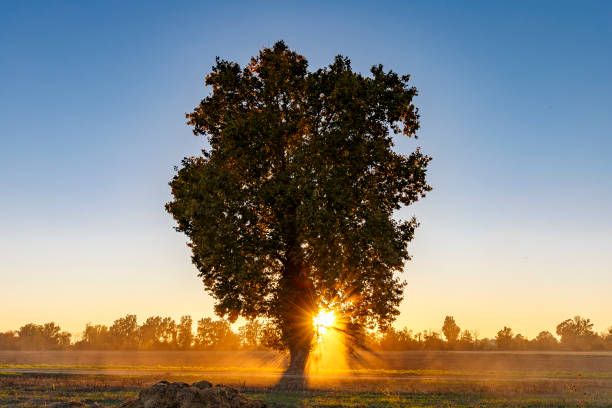 istock Italian country sunset 1349475249