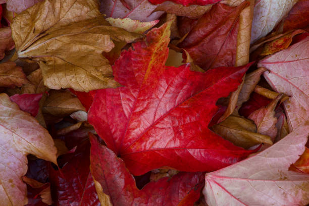 istock Autumn season with the beautiful leaf 1349479655