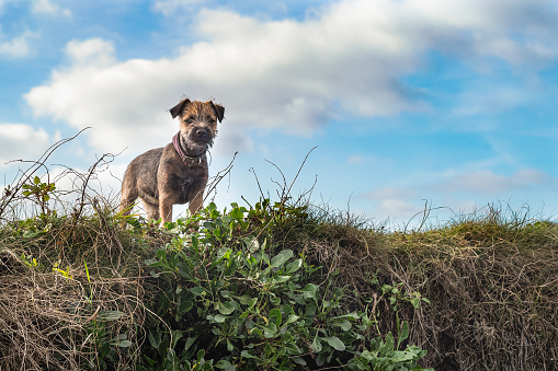 Border terrier dog outside on a high level of ground looking down.