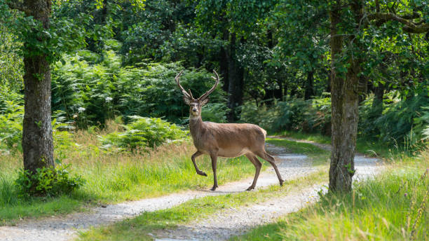 istock Monarch of the Glen 1349482775