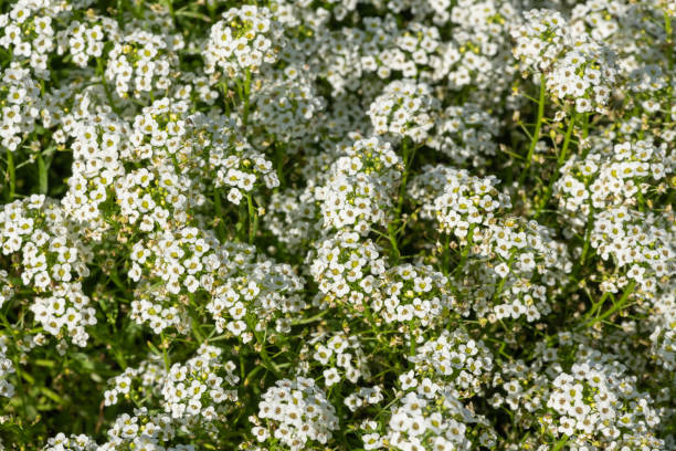 istock Hornungia alpina flowers 1349482970