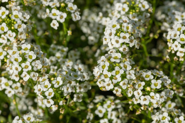 istock Hornungia alpina flowers 1349483049