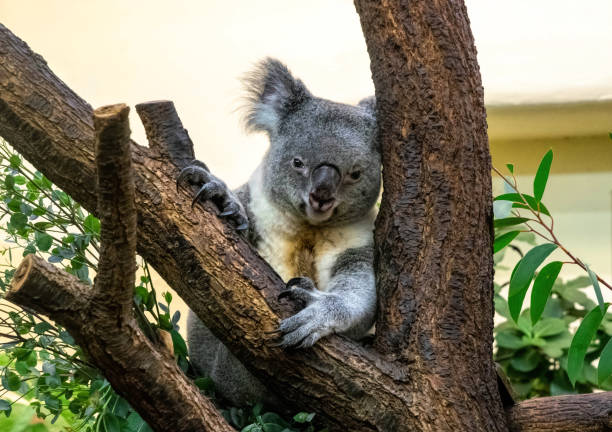 koala che mangia foglie di eucalipto, zoo di vienna, schönbrunn - rainforest austria nature tree foto e immagini stock